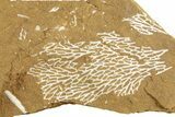 Ordovician Kukersite Oil Shale with Bryozoan Fossils - Russia #369570-1